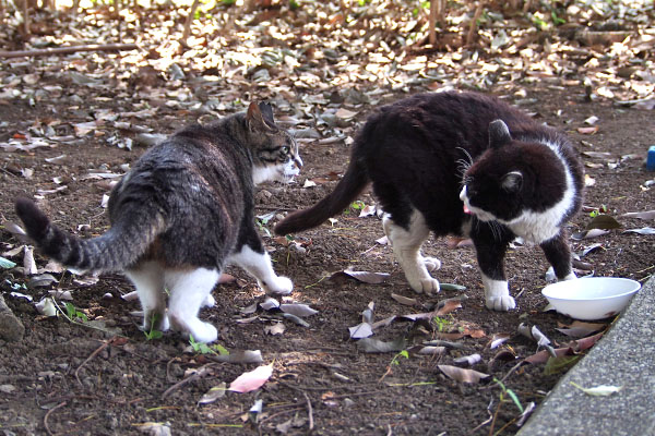 ポチとリンクス　ケンカしないで