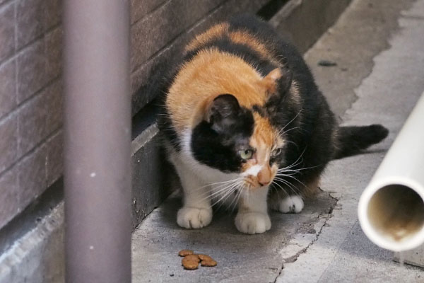 リコ　食べていても気になる