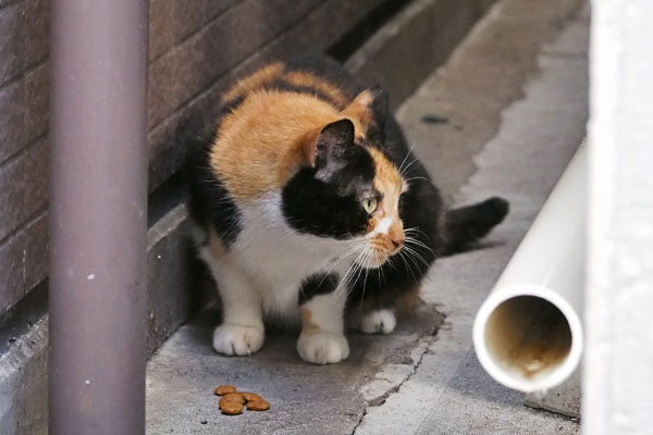 リコ　また見る