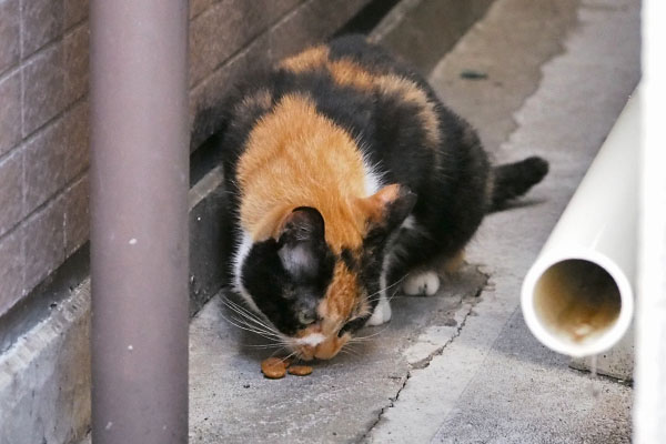 リコ　食べる