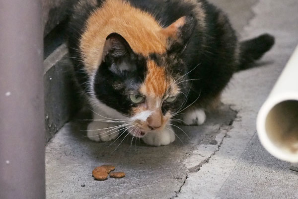 リコ　考えつつ食べる