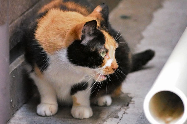 リコ　食べ終わっても見てる