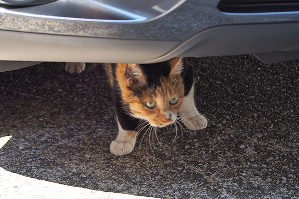 車の下で様子を伺う