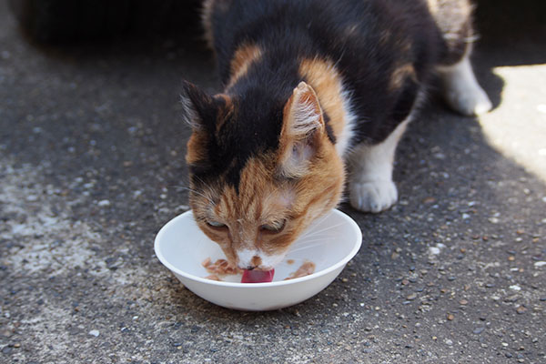 早食いミク