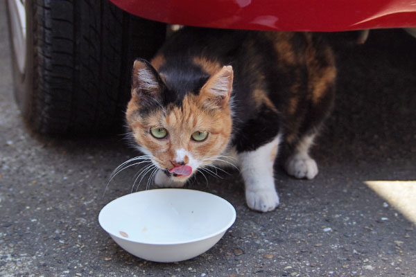 ミク　まだ食べるね