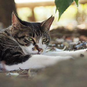 リンクス　何か忘れてるような