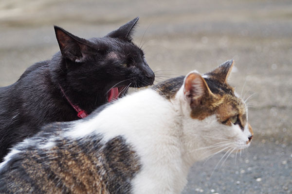 セイとモノタ　あくび