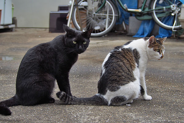 モノタとセイ　ならんで