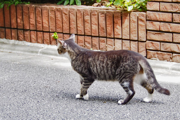 アシメ　立ち止まる