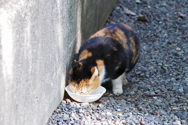 ミク　先に食べてた