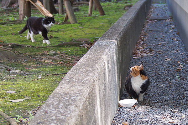 ポチ　ミクの近くへ