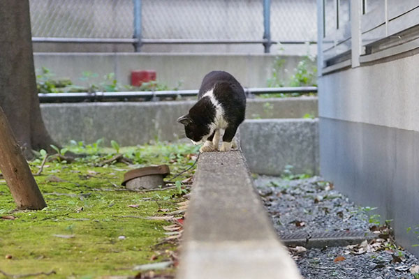 ポチ　何か見てる