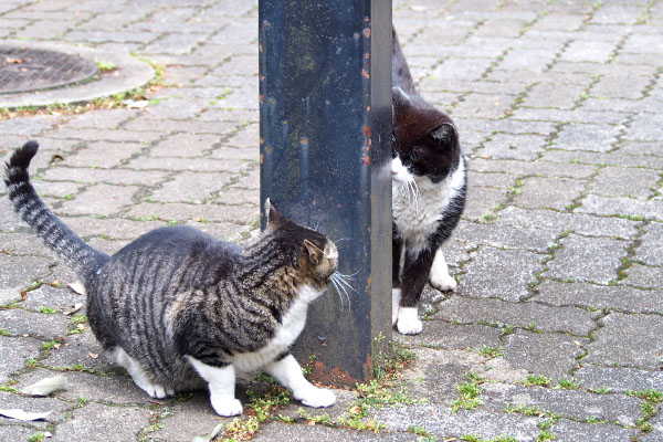 ポチとリンクス　膠着