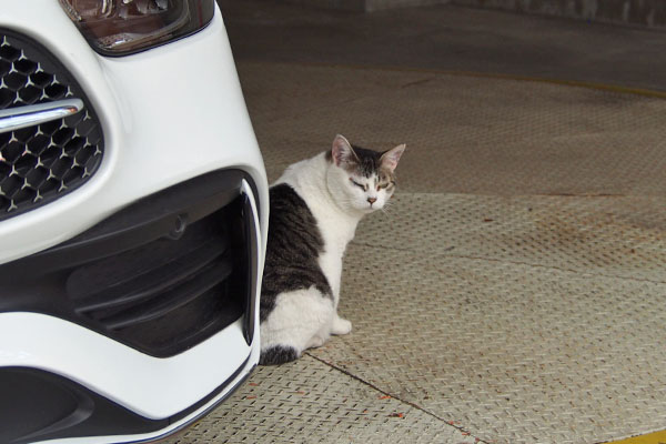 ケイ　車の横でチラ見