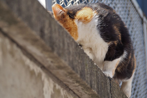 ミク　塀の上に