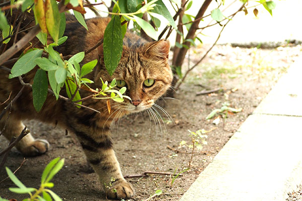 クラタン　来たにゃ