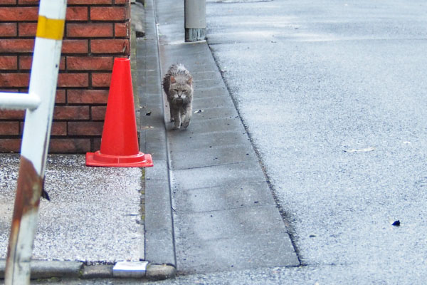 グリ　走って来た