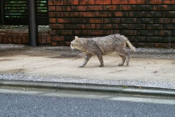 グリ　スリム