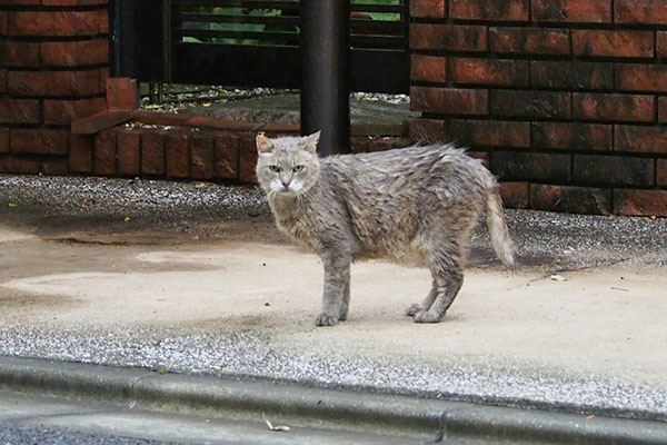 グリ　シャワーだよ