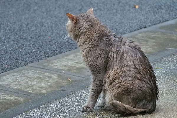 グリ　背中から