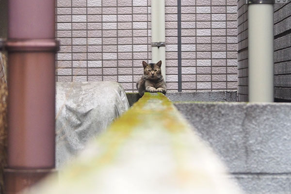 アビ　塀の向こうに