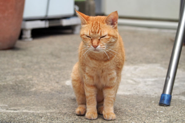 ソラちゃん　来なくていいにゃ