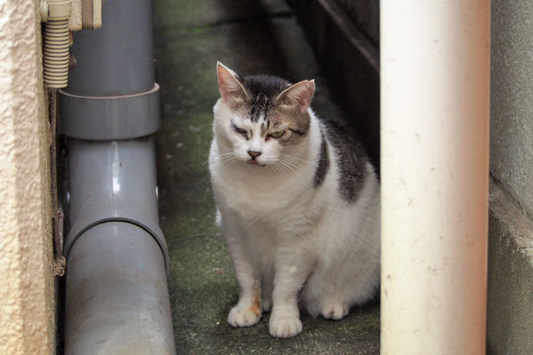 ケイ　路地にお座り