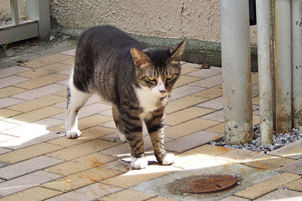 アシメ　目付き