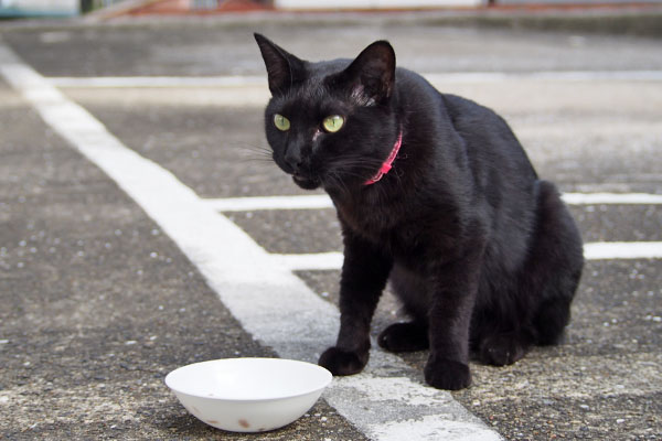 モノタ　食べなくて良いコ