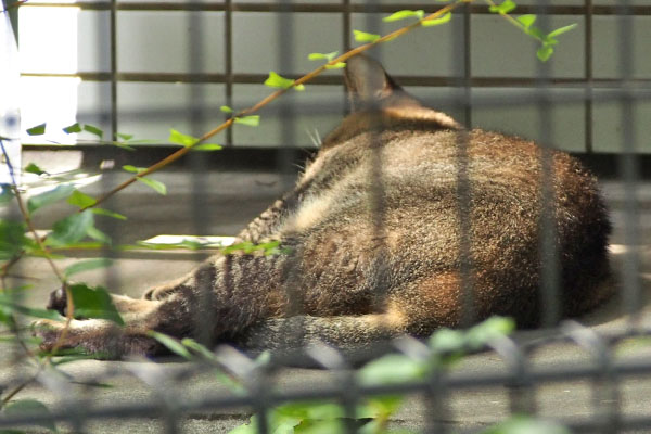 アビ　お尻