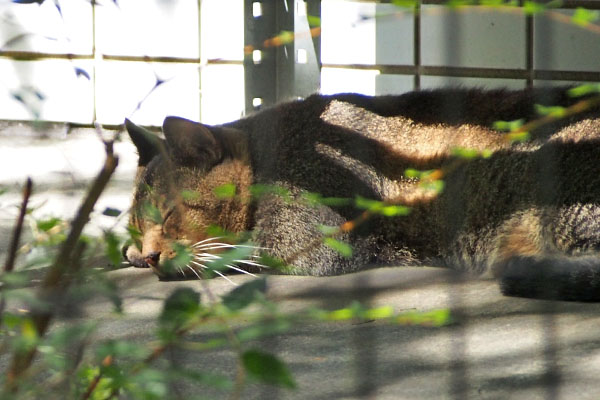 アビ　お顔乗せ