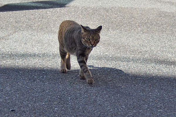 近くに　らい太