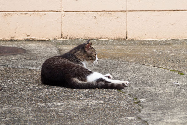 アシメ　ぼーっと