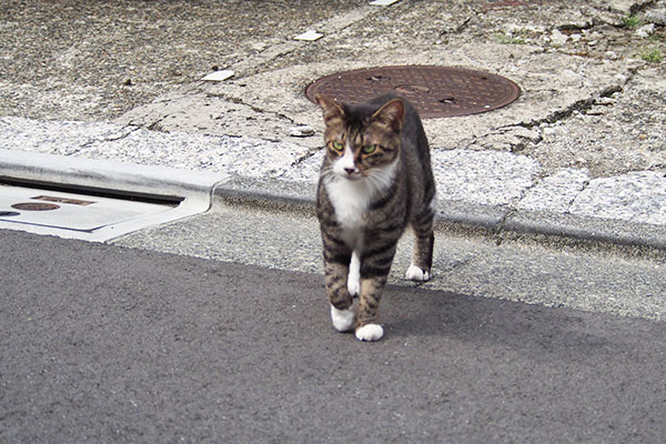 アシメ　ピグに気付く