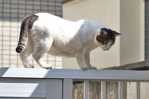 ルーフ　動けるにゃね