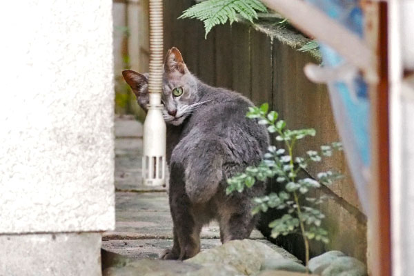 シピ　振り向く顔としっぽ