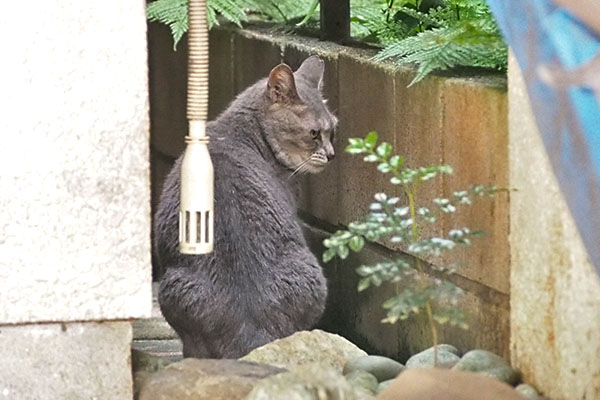 シピ　お座り