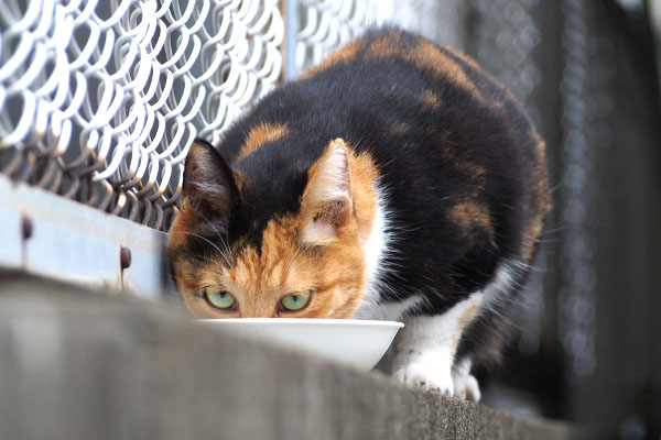 ミク　食べさせたいコ