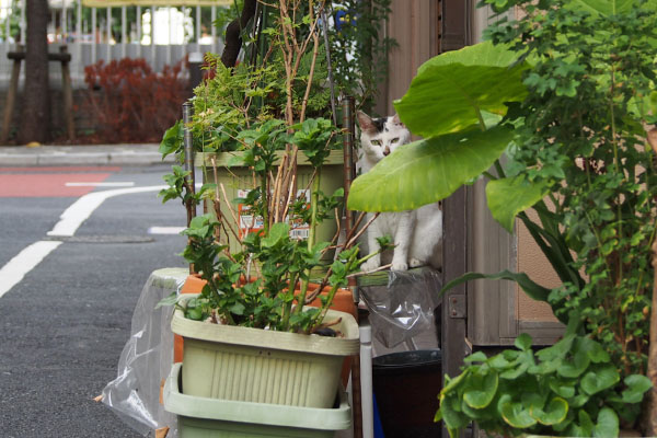 オーロラ　葉っぱの向こう