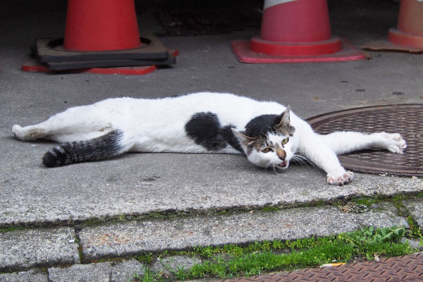 そのまま転がる　しろまる