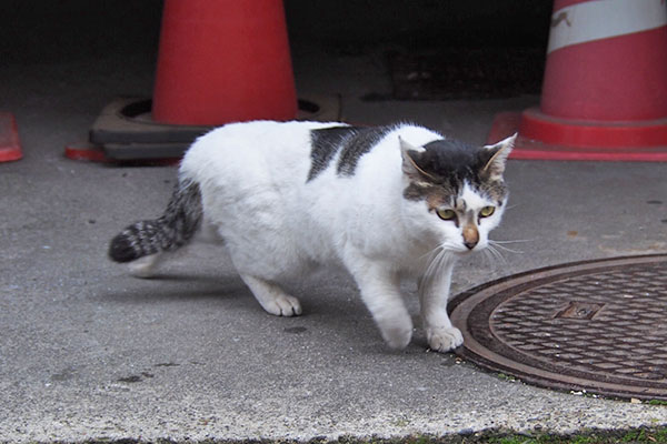 頂こうじゃないか　しろまる