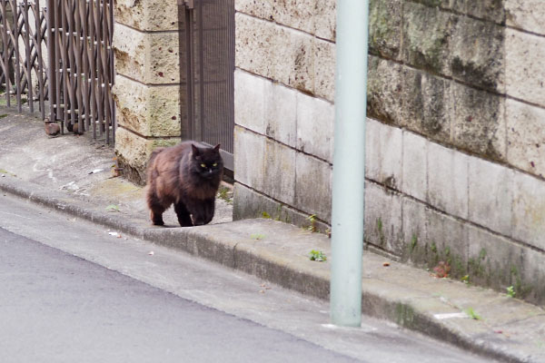 ハリマ　帰宅