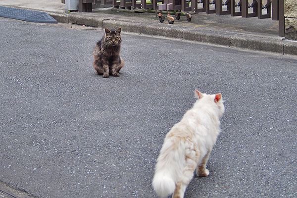 ナリコマ　帰ったぞ