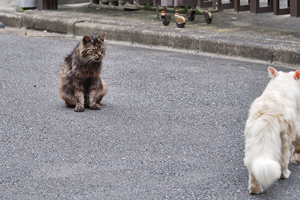 お帰りにゃ　タッチー