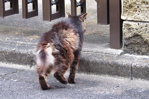 タッチーもお世話宅へ