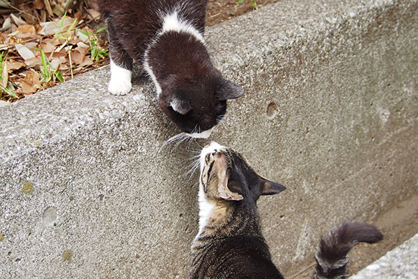 ポチとリンクス　近い