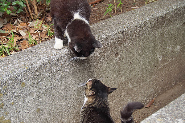 ポチとリンクス　見つめ合い