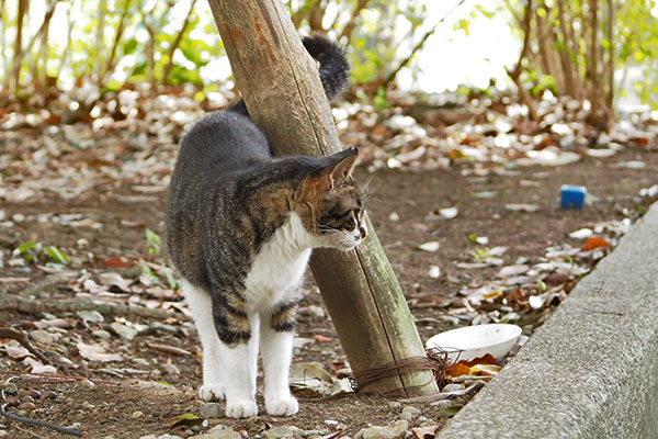 リンクス　見てる