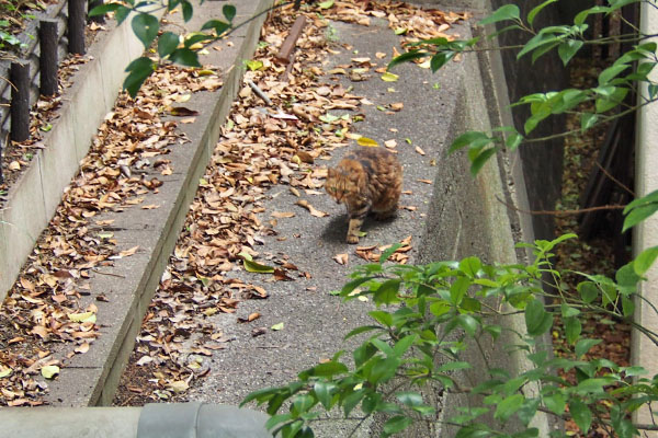 起き上がるクラタン