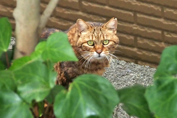 クラタン　おいで